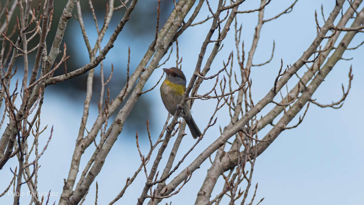 Rufous-browed Peppershrike - ML622578136