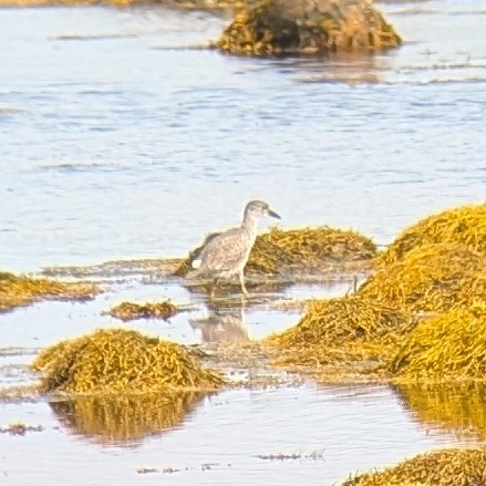 Yellow-crowned Night Heron (Yellow-crowned) - ML622578152