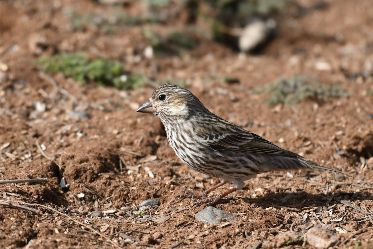 Cassin's Finch - ML622578203