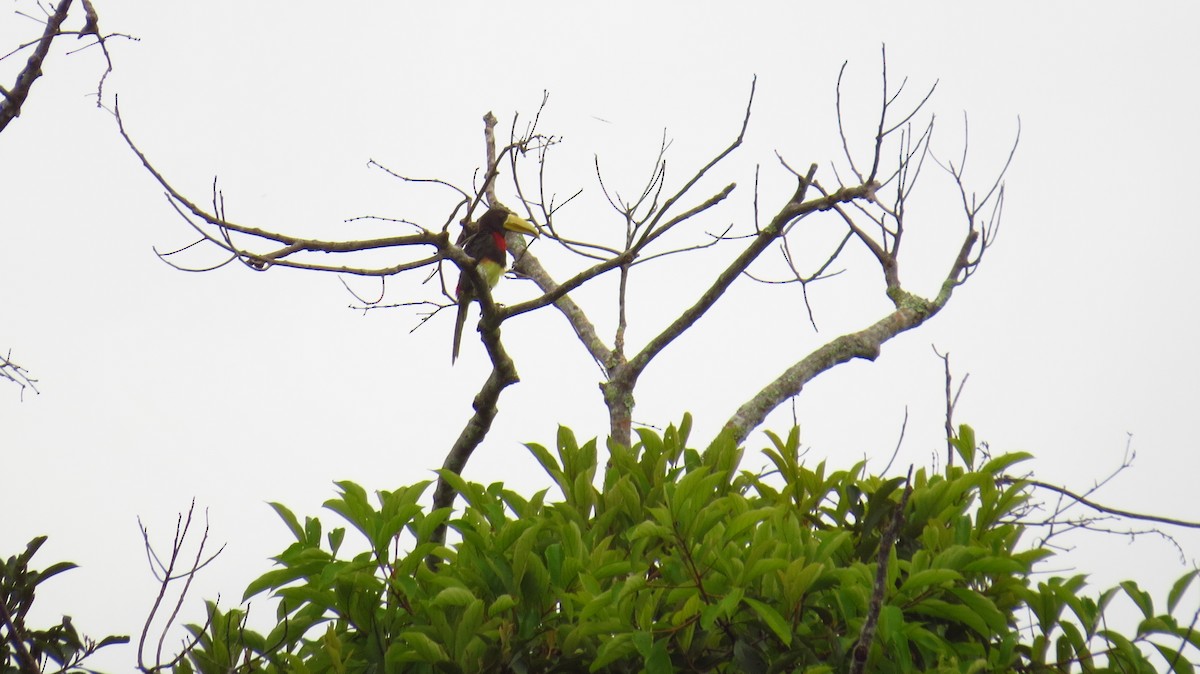 Ivory-billed Aracari - ML62257821