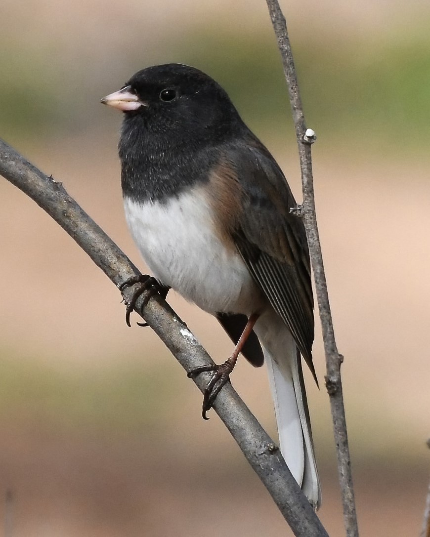 Dark-eyed Junco - ML622578217