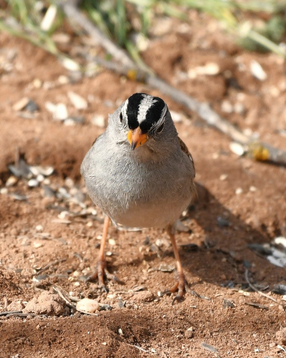 White-crowned Sparrow - ML622578220