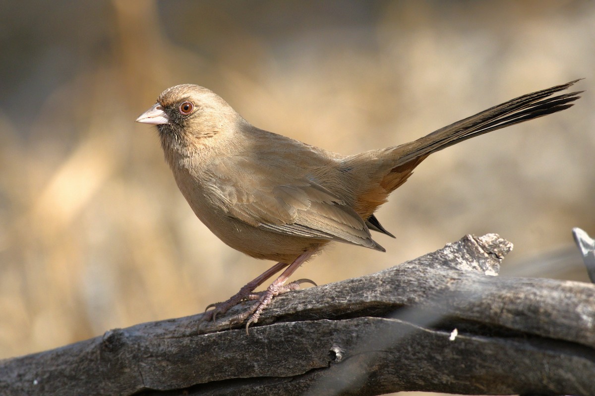 Abert's Towhee - ML622578224