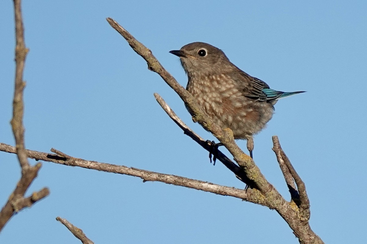 Western Bluebird - ML622578242