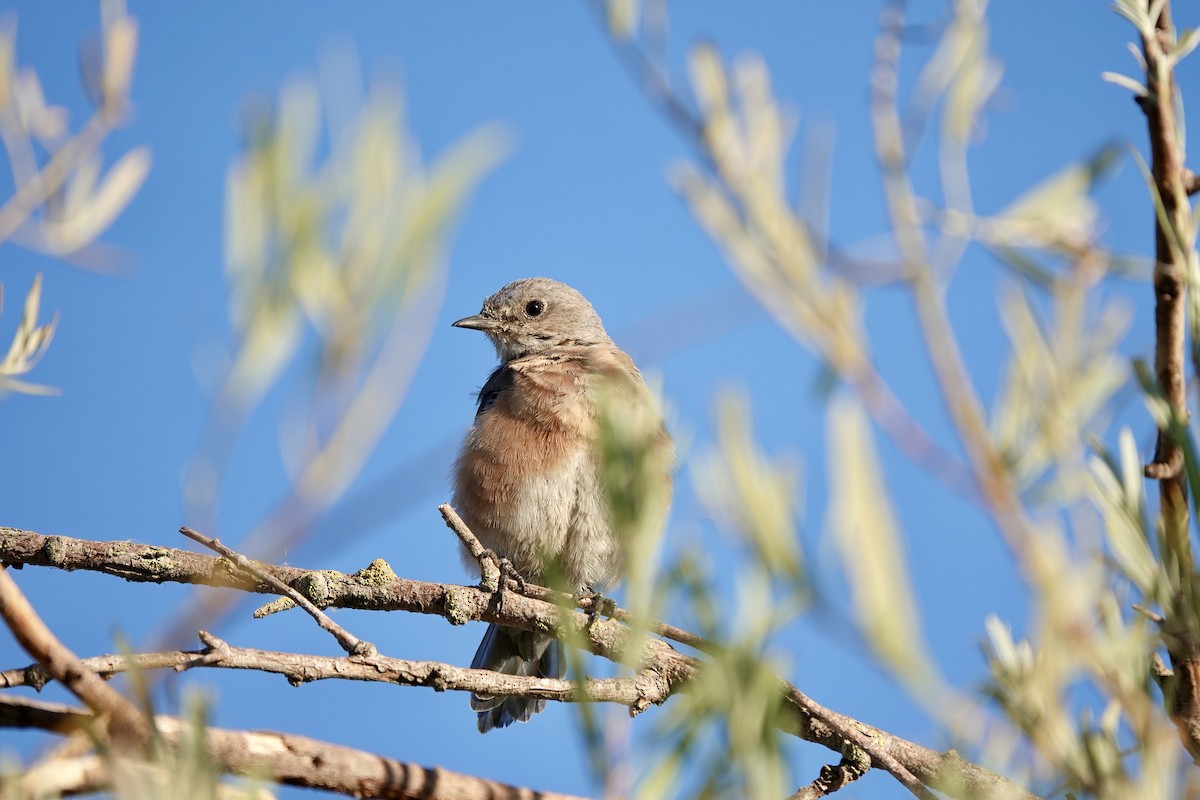 Western Bluebird - ML622578243