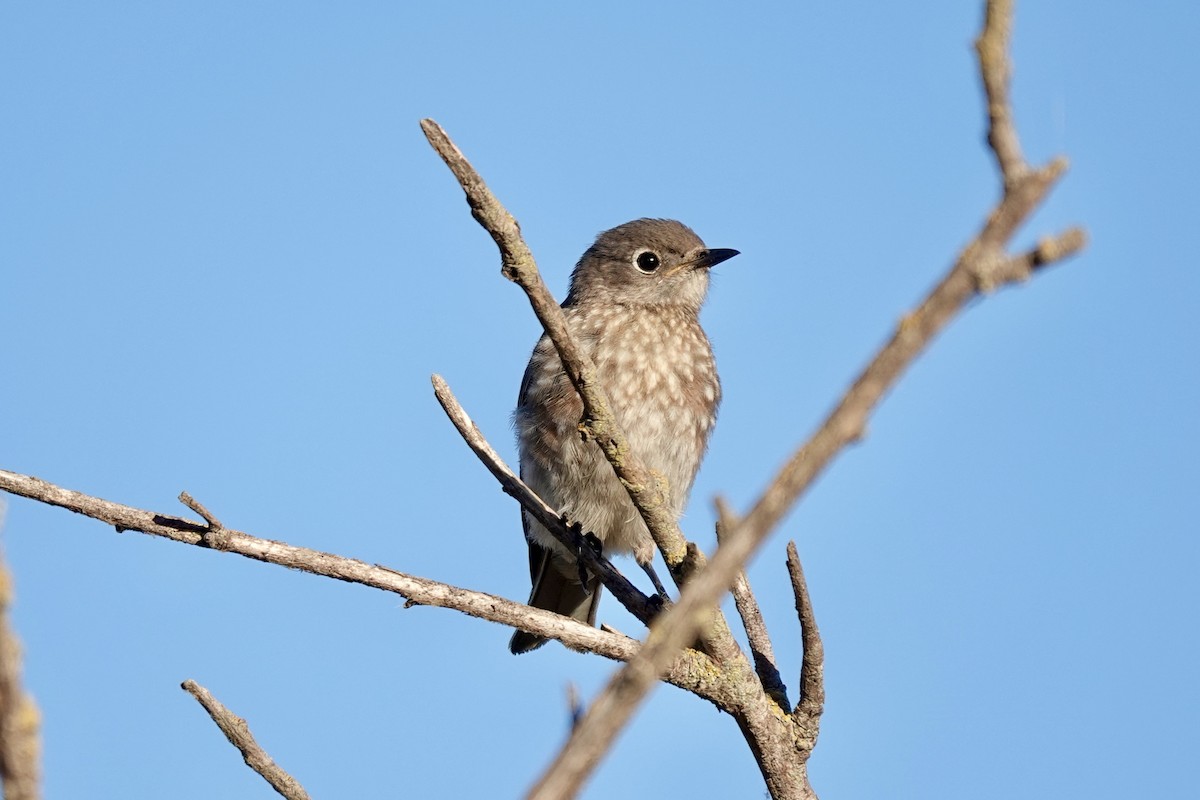 Western Bluebird - ML622578244