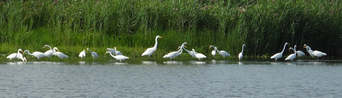 Grande Aigrette - ML622578315