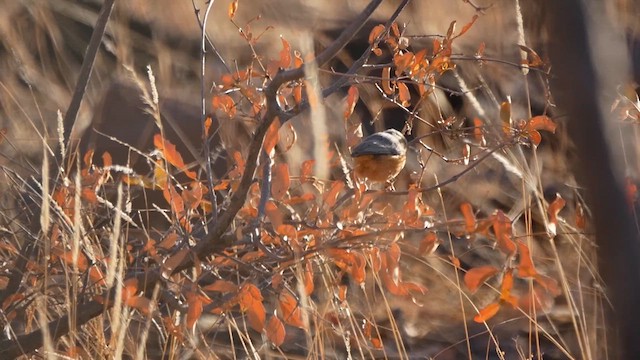 Long-billed Crombec - ML622578348