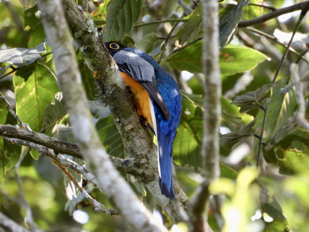 Surucua Trogon (Orange-bellied) - ML622578363