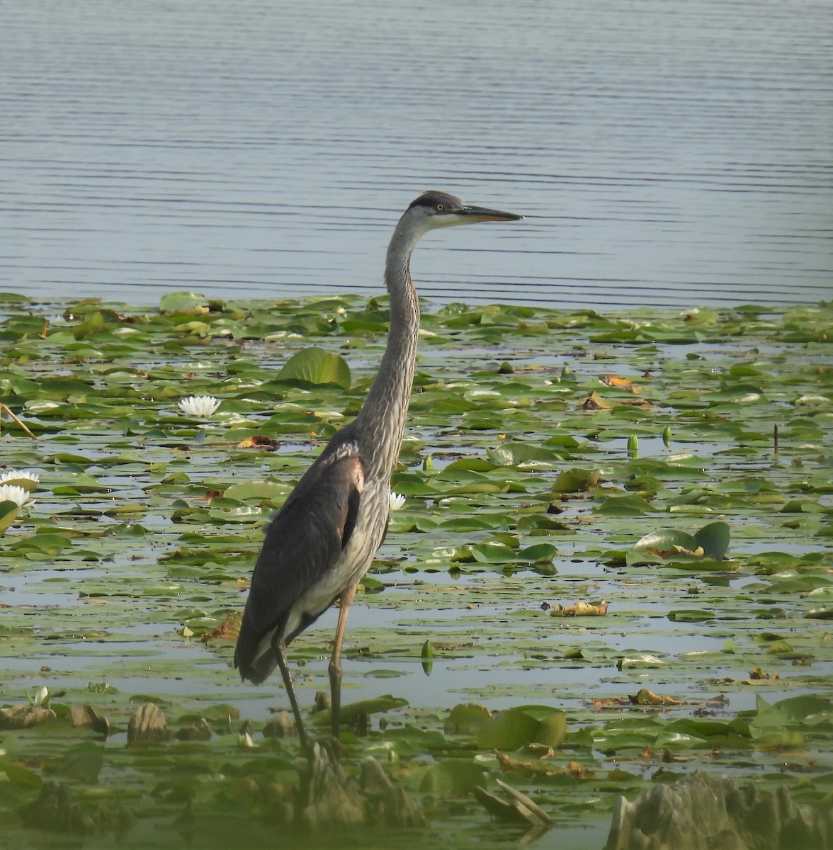 Great Blue Heron - ML622578448