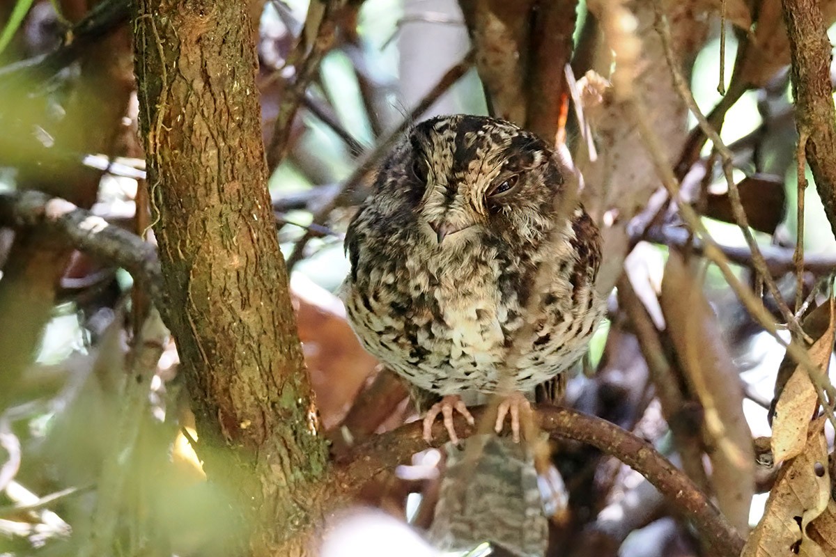 Mountain Owlet-nightjar - ML622578467