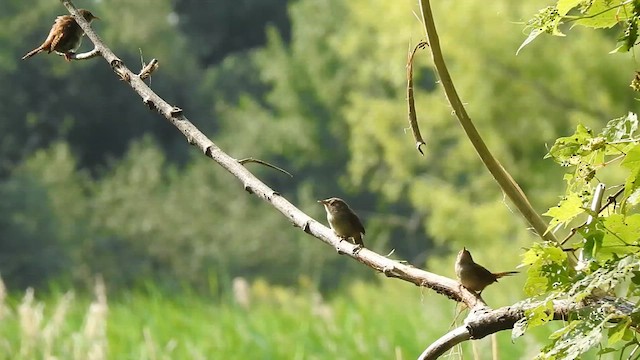Northern House Wren - ML622578478