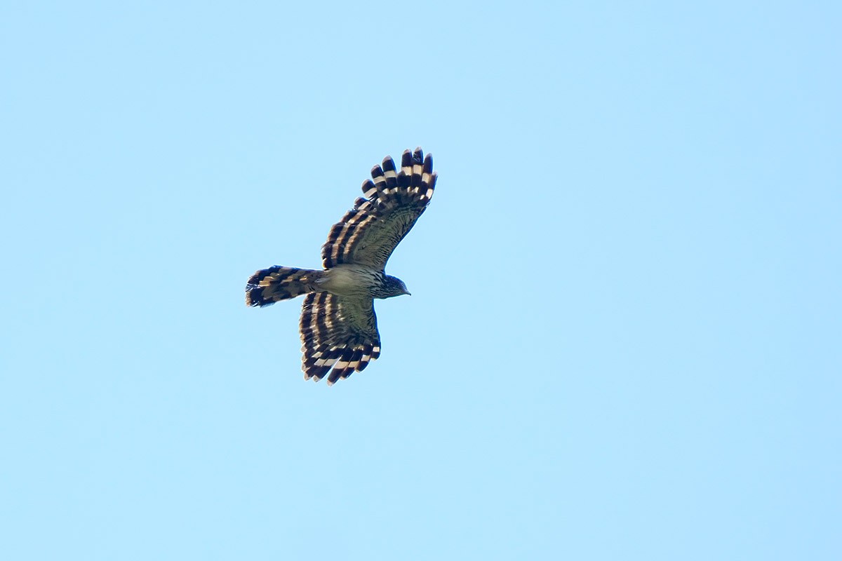 Long-tailed Honey-buzzard - ML622578480