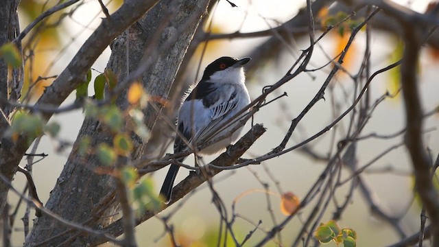 Black-backed Puffback - ML622578503