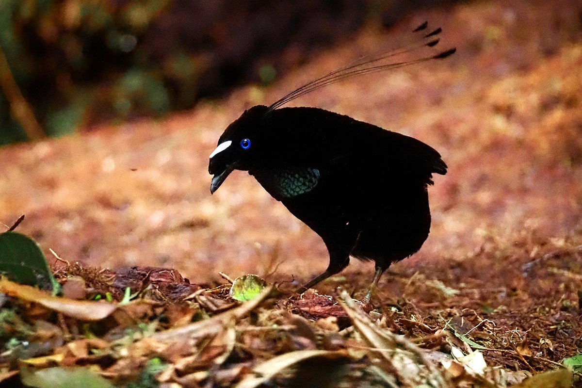 Western Parotia - ML622578511