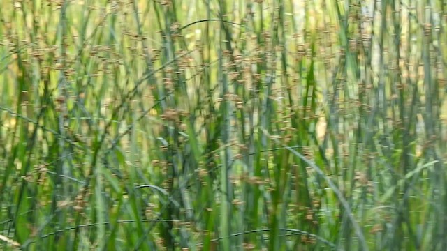 Marsh Wren - ML622578531