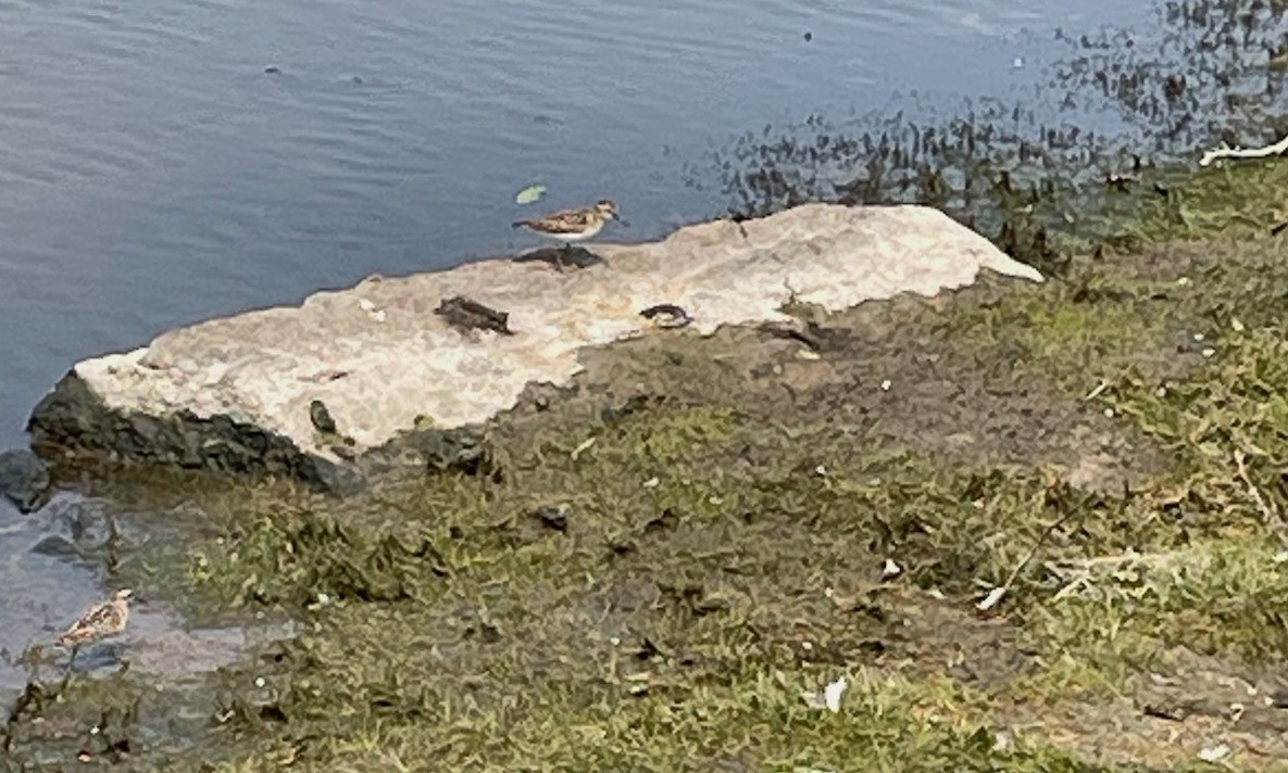 Least Sandpiper - ML622578552