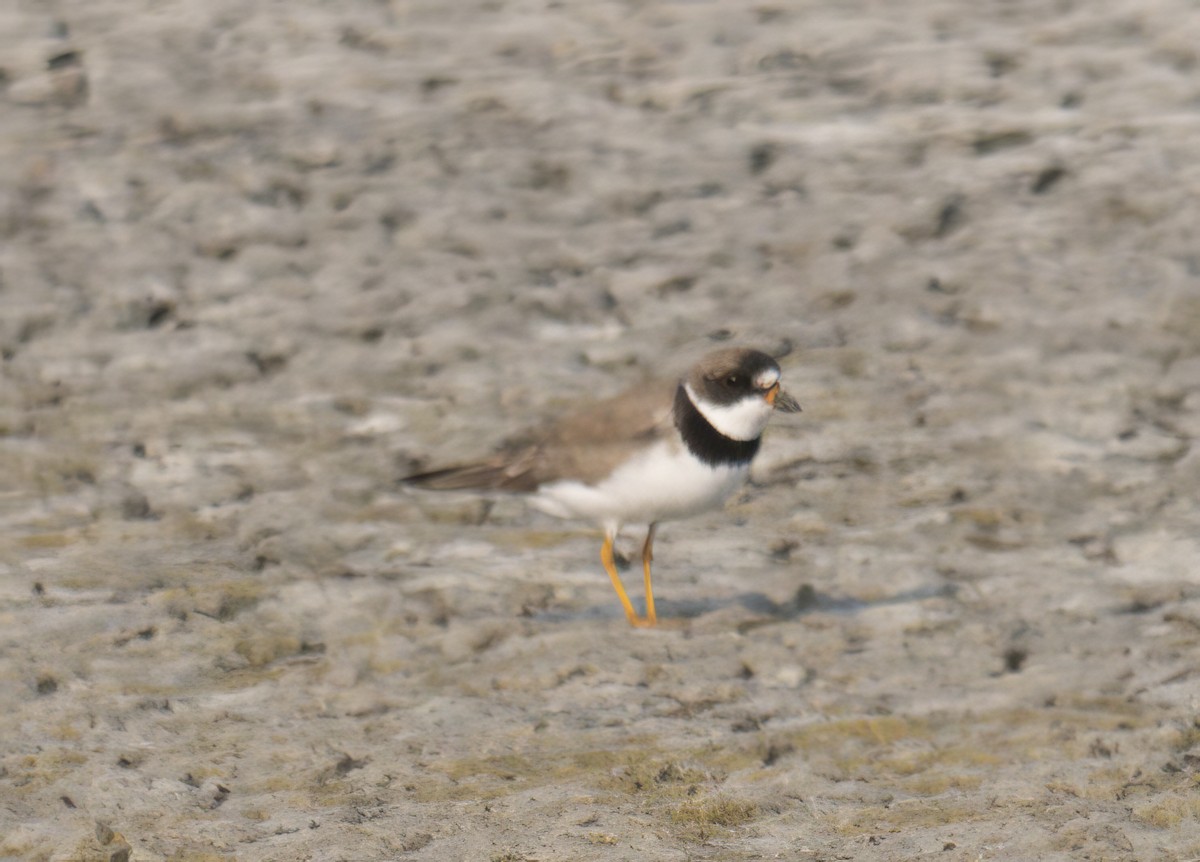 Semipalmated Plover - ML622578574