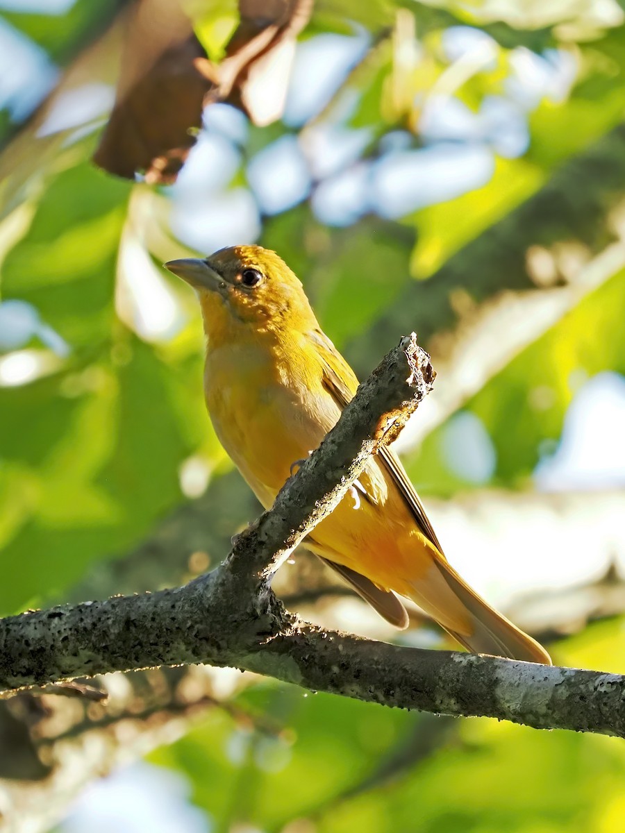 Summer Tanager - Gary Mueller