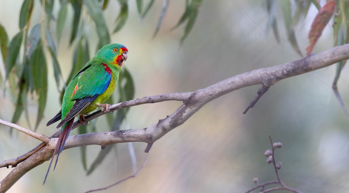 Swift Parrot - Luke Seitz