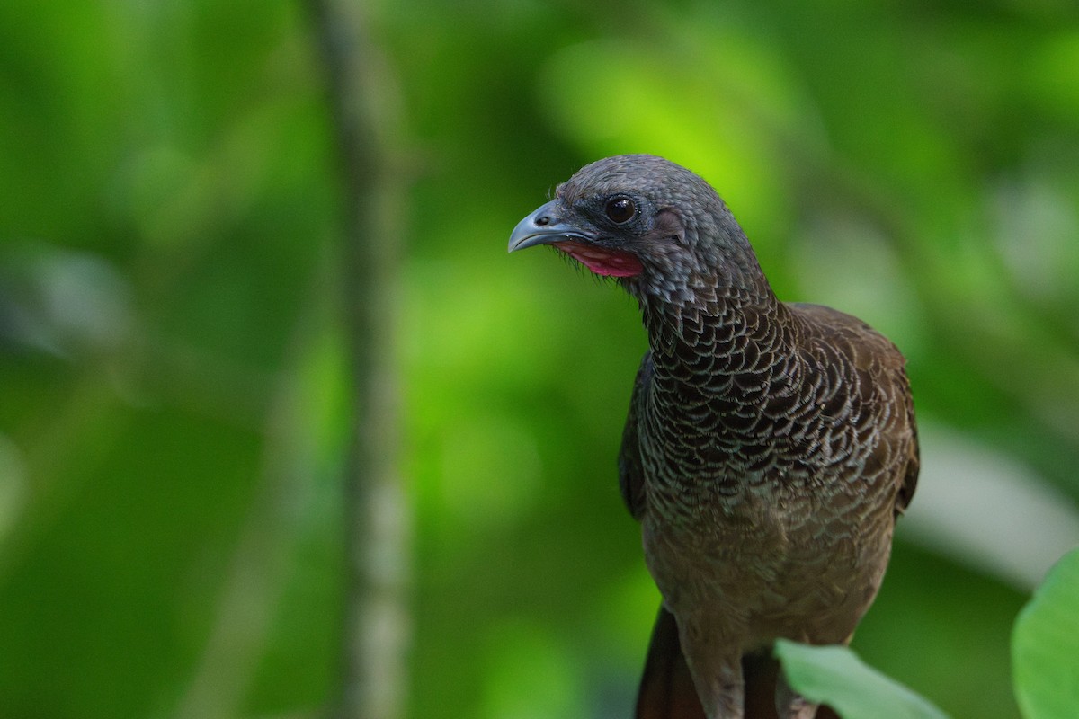 Colombian Chachalaca - ML622578669