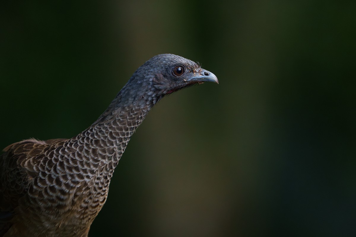 Colombian Chachalaca - ML622578673