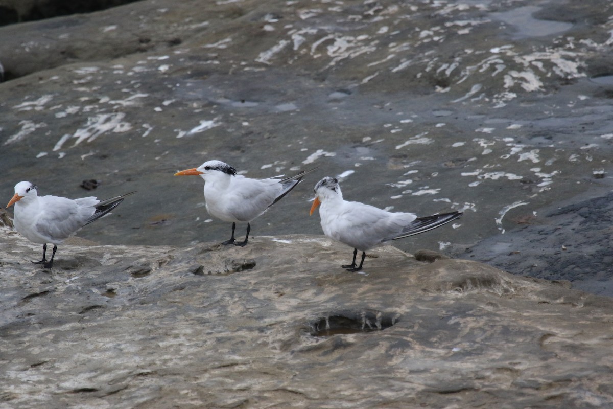 Royal Tern - Riley Daniels