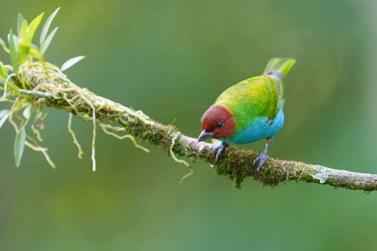 Bay-headed Tanager - ML622578713