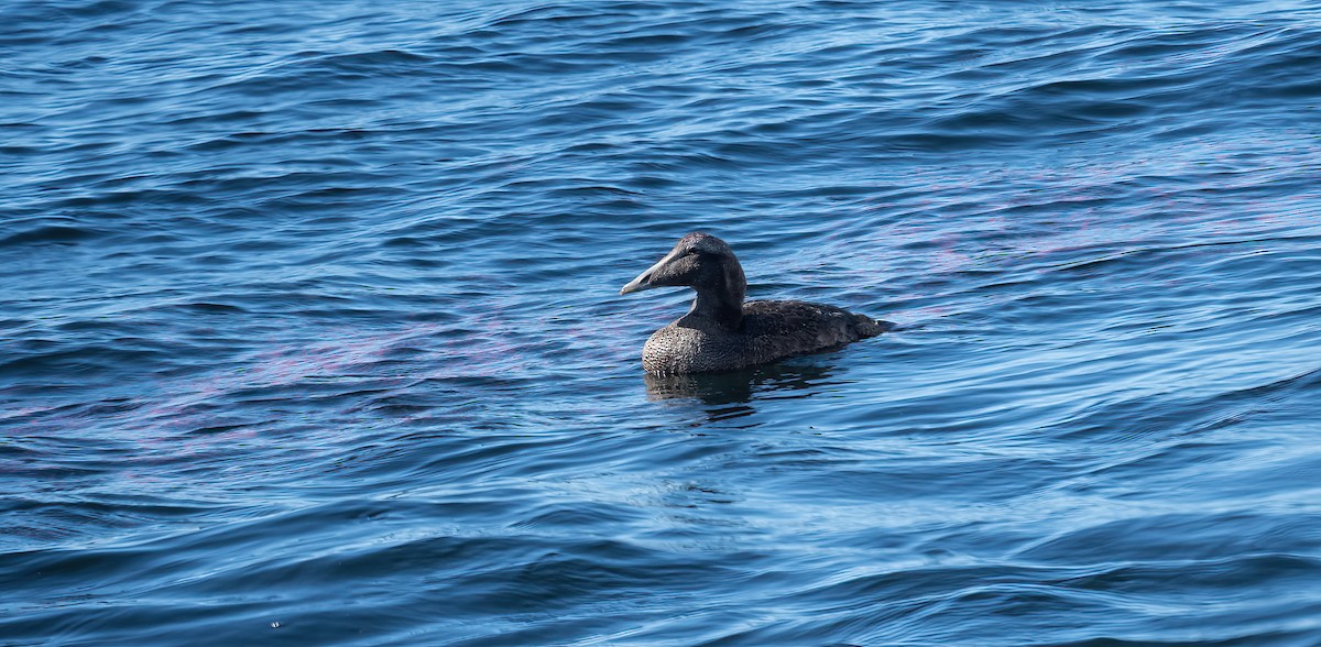 Common Eider (Eurasian) - ML622578722