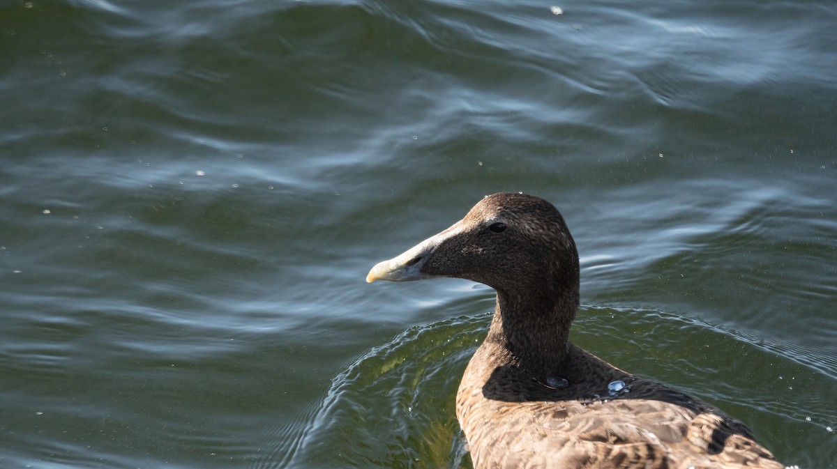 Common Eider (Eurasian) - ML622578723