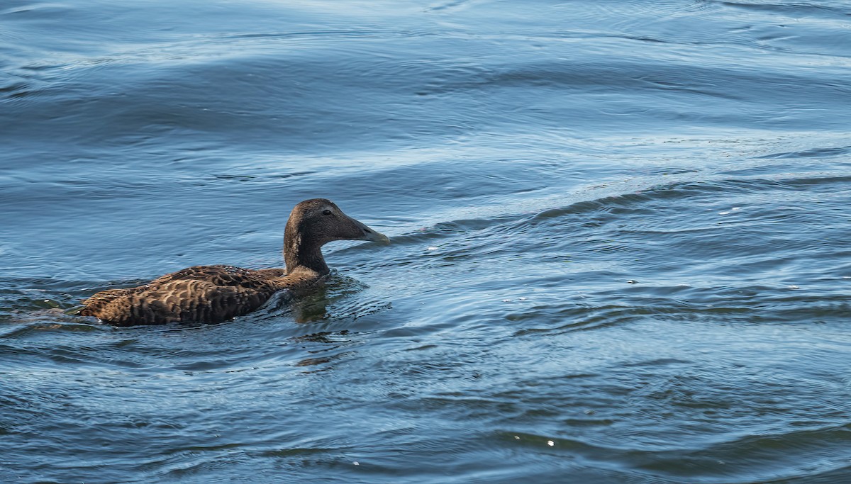 Common Eider (Eurasian) - ML622578724