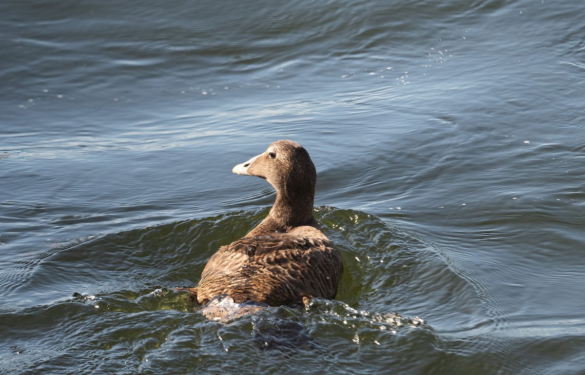 Common Eider (Eurasian) - ML622578726