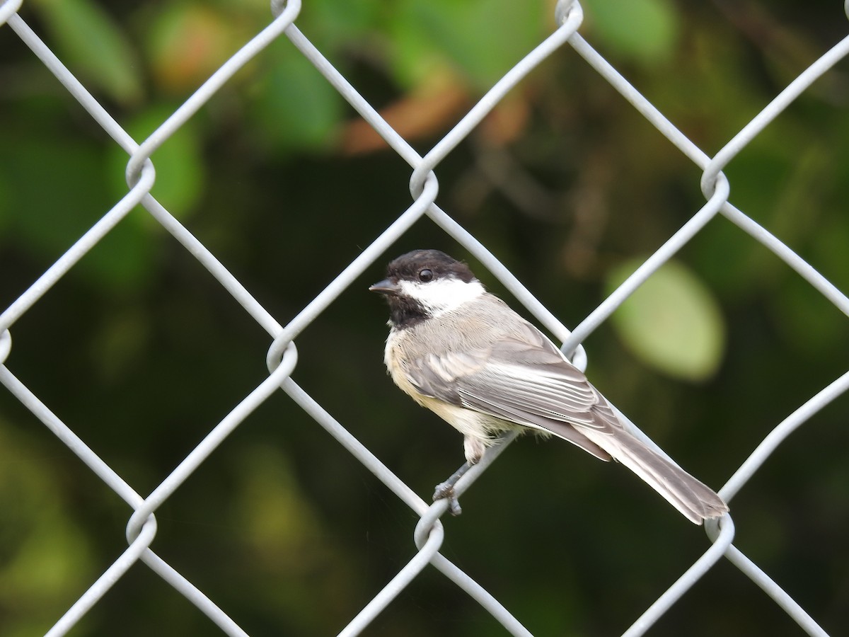 Black-capped Chickadee - ML622578845