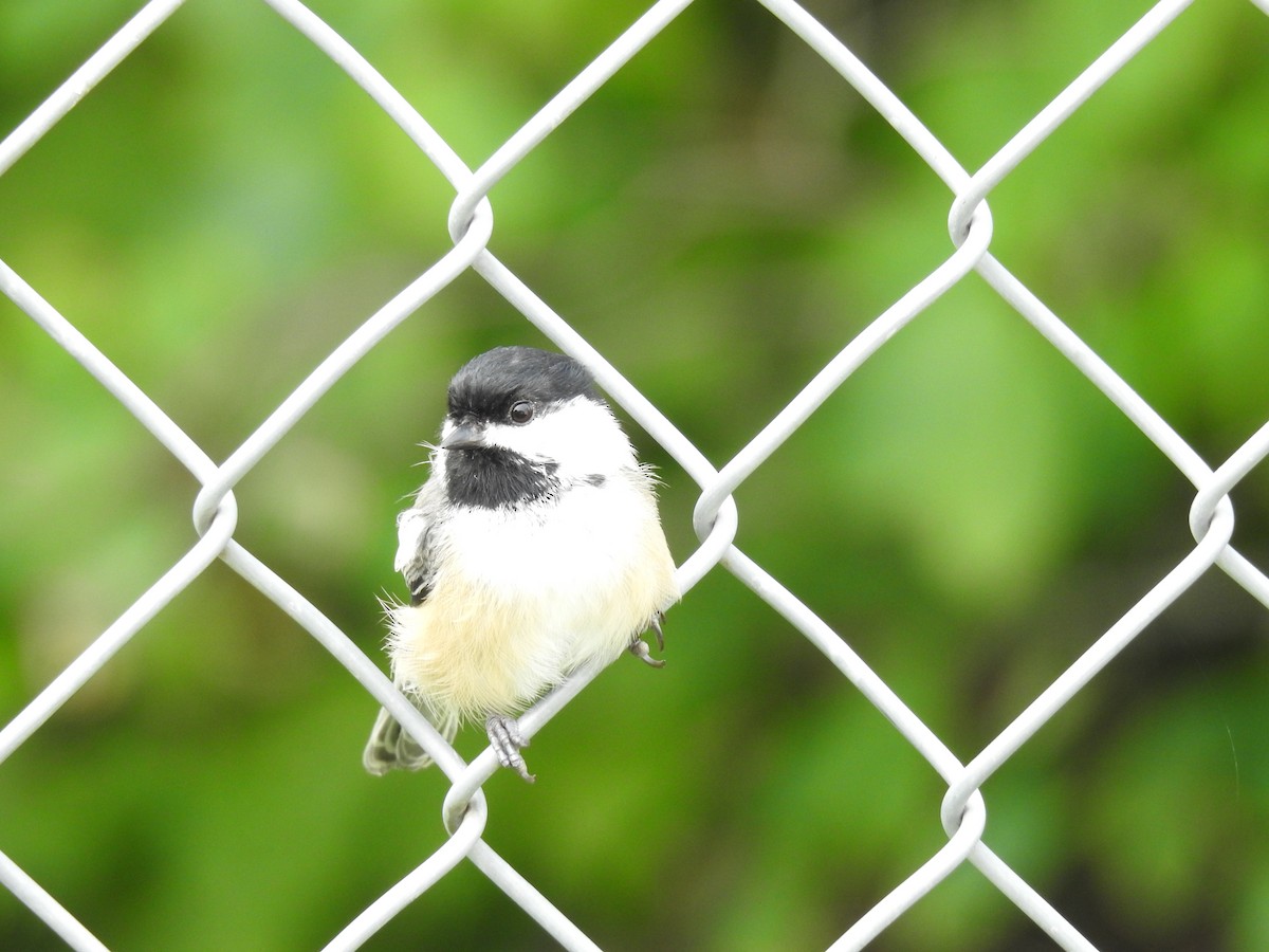 Black-capped Chickadee - ML622578868