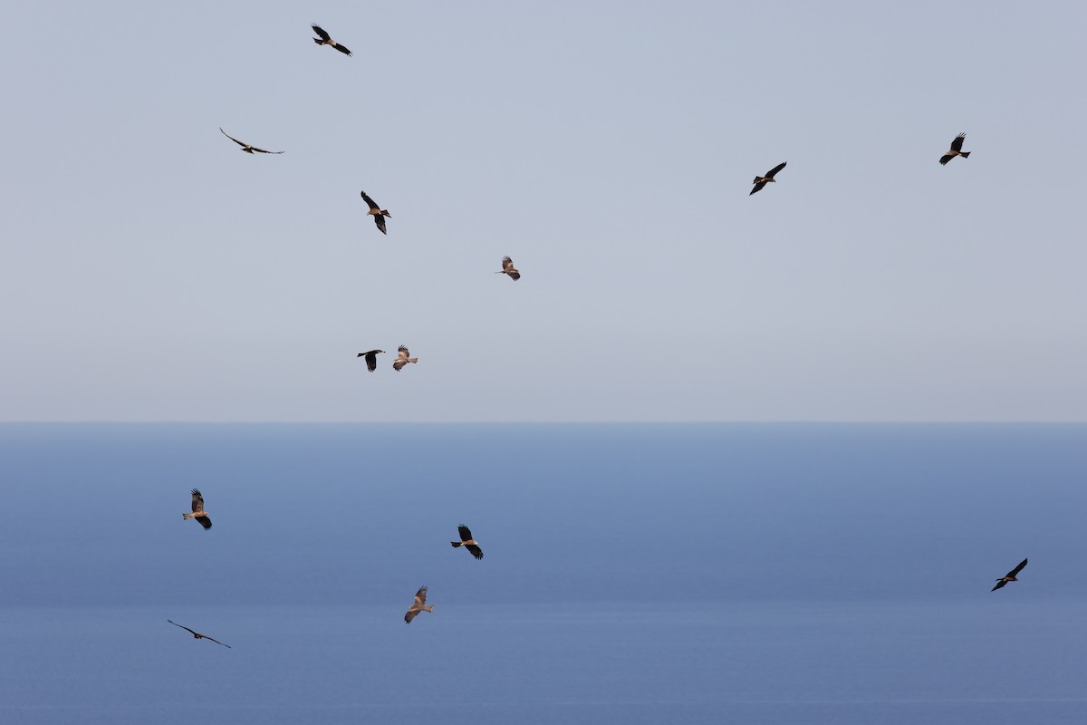 Black Kite - ML622578880