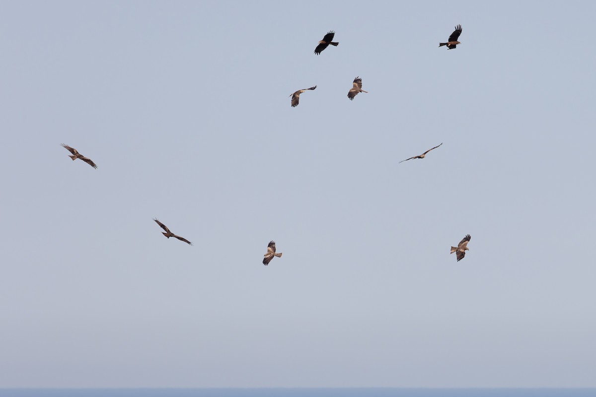 Black Kite - ML622578883