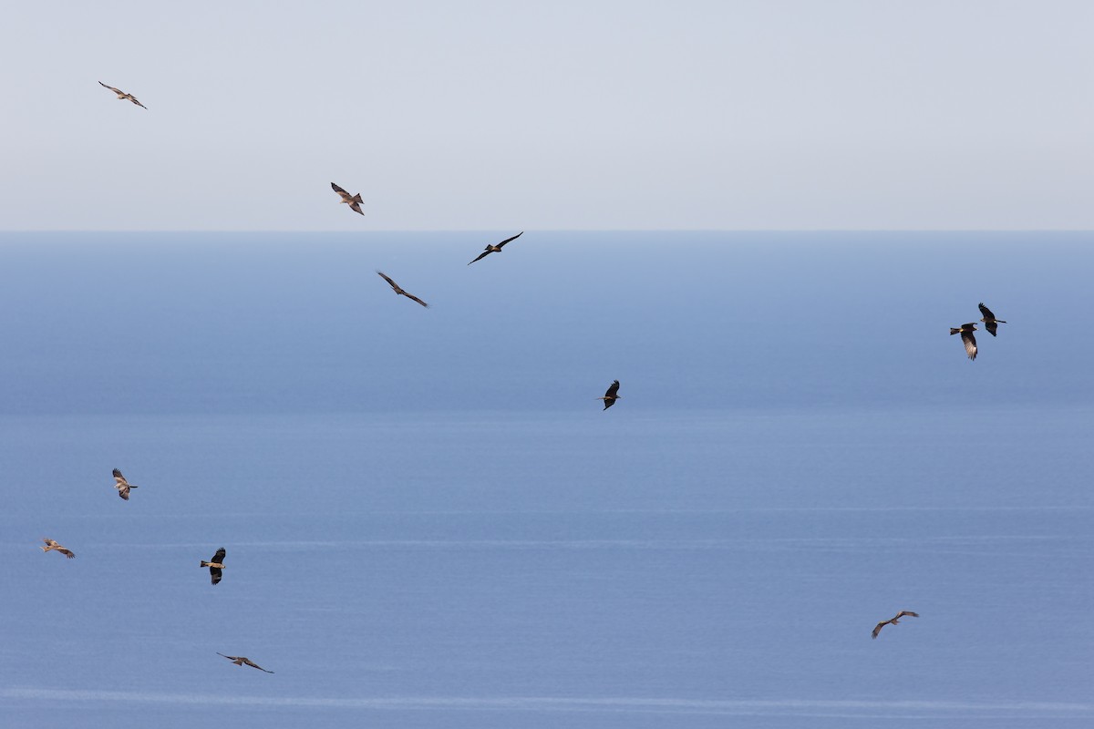 Black Kite - ML622578884