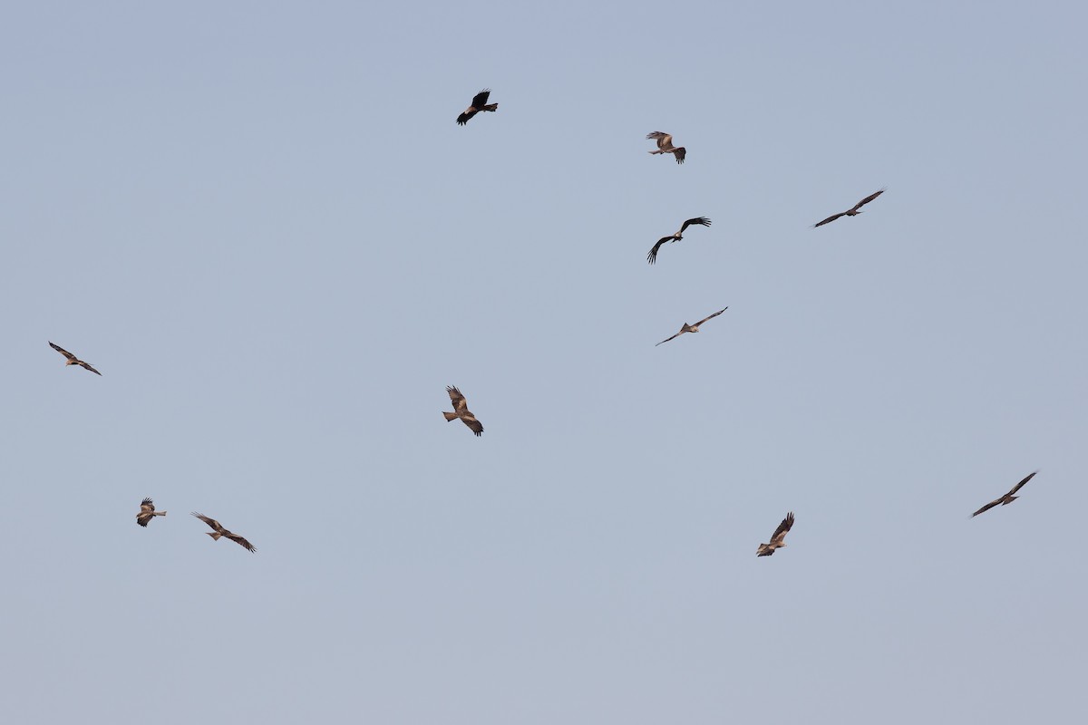 Black Kite - ML622578885