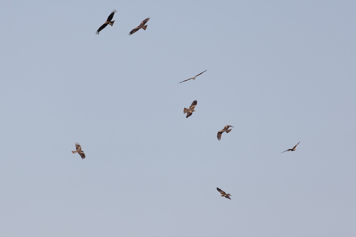 Black Kite - ML622578886