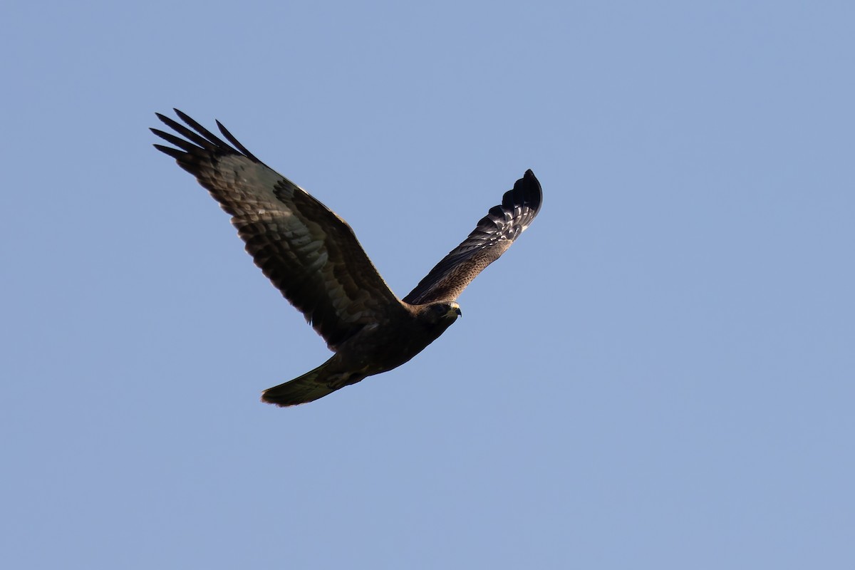 European Honey-buzzard - ML622578894