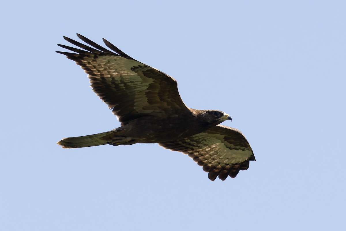 European Honey-buzzard - ML622578895