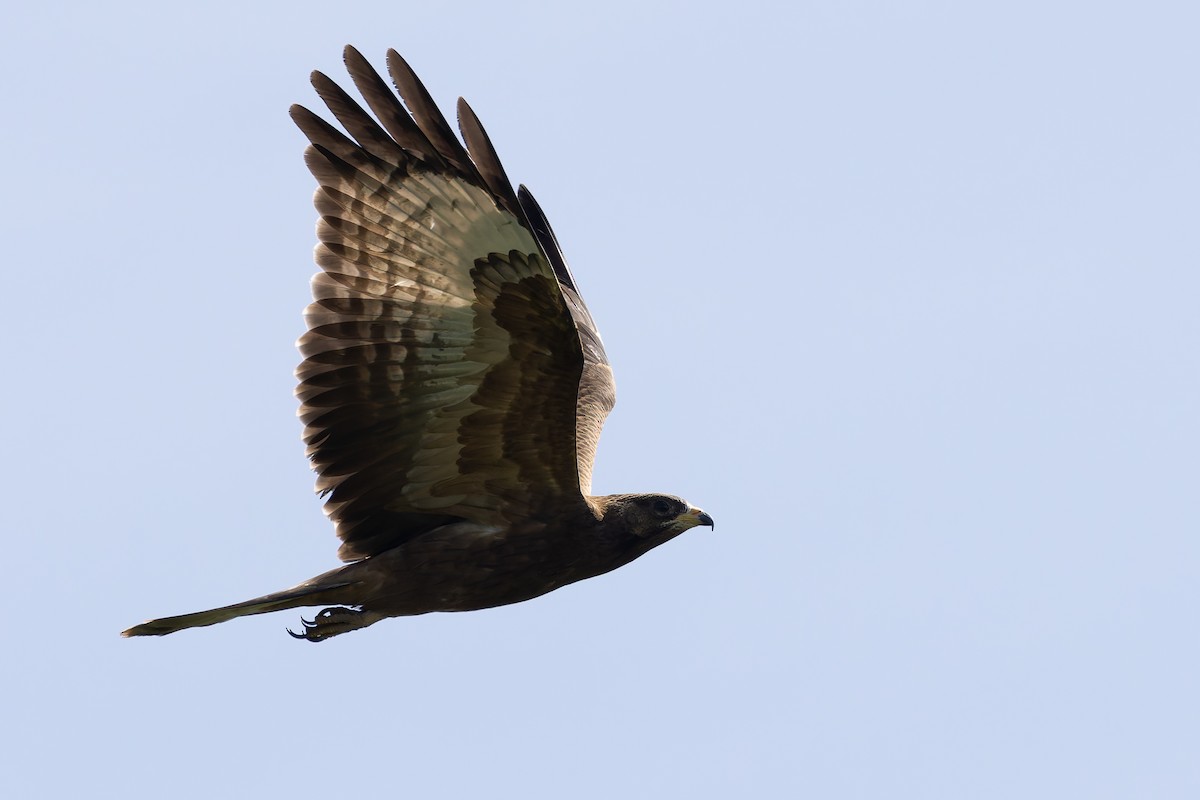 European Honey-buzzard - ML622578896