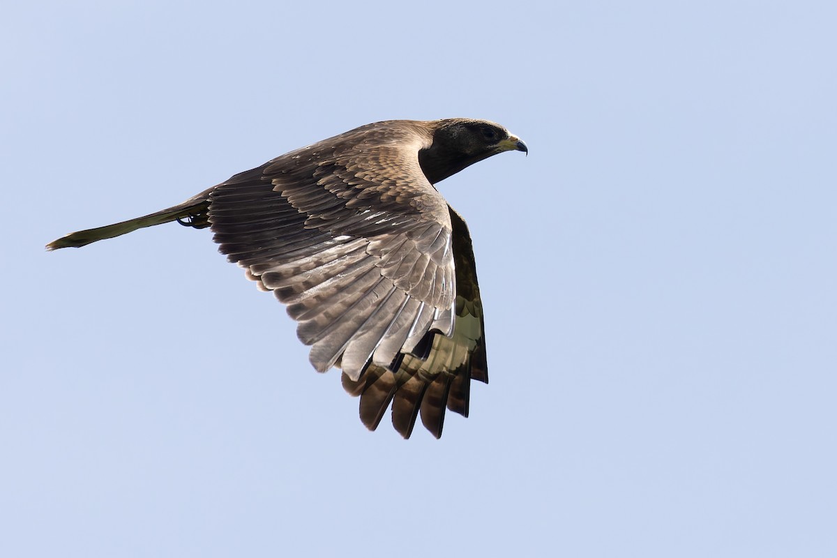 European Honey-buzzard - ML622578897