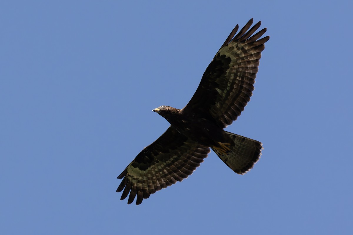 European Honey-buzzard - ML622578898