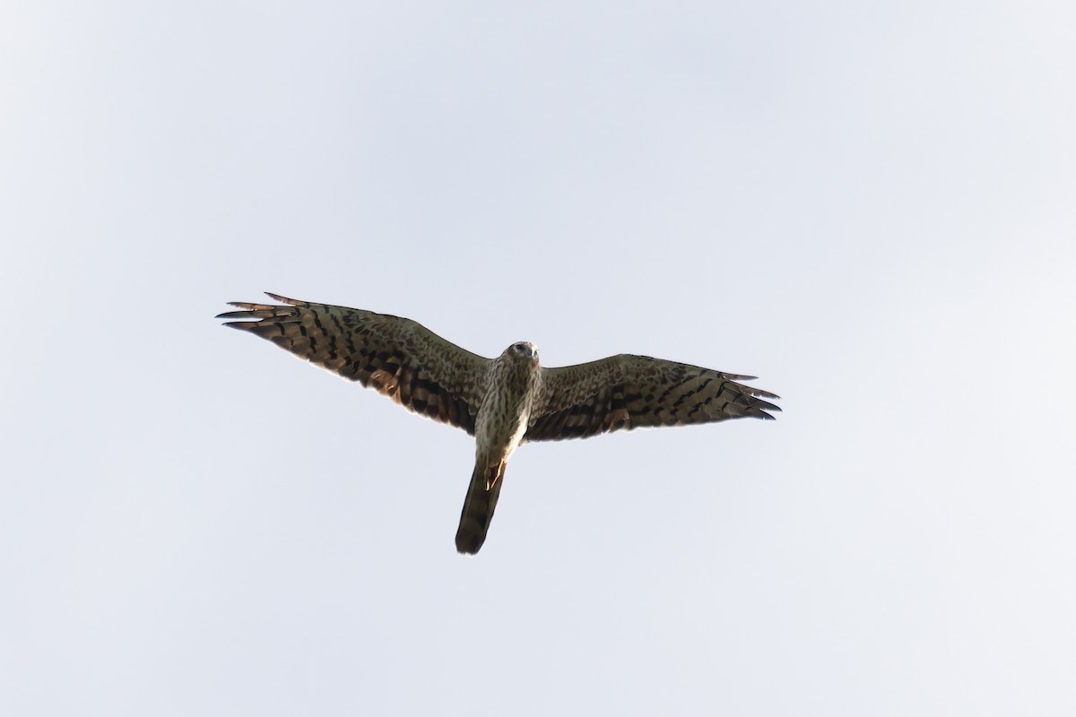 Montagu's Harrier - ML622578911