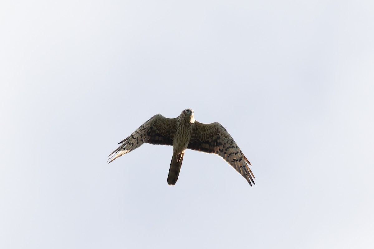 Montagu's Harrier - ML622578912