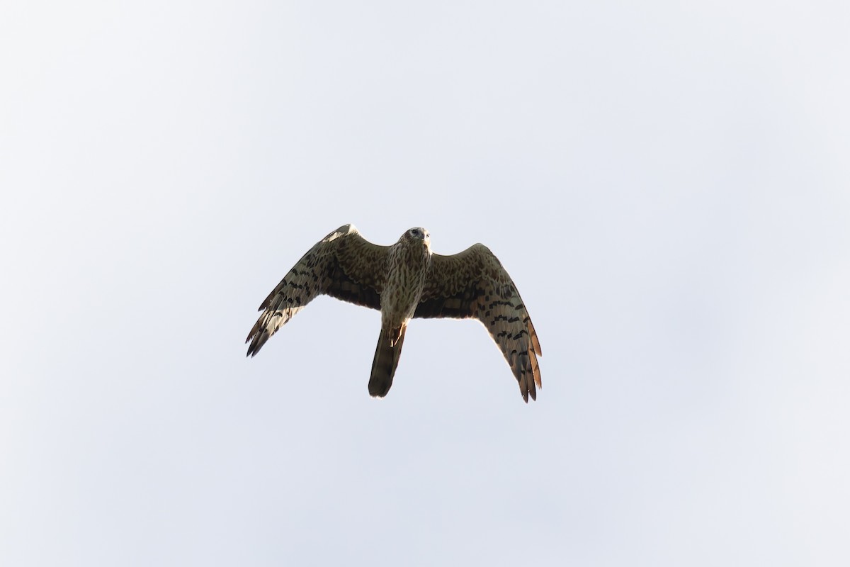 Montagu's Harrier - ML622578913
