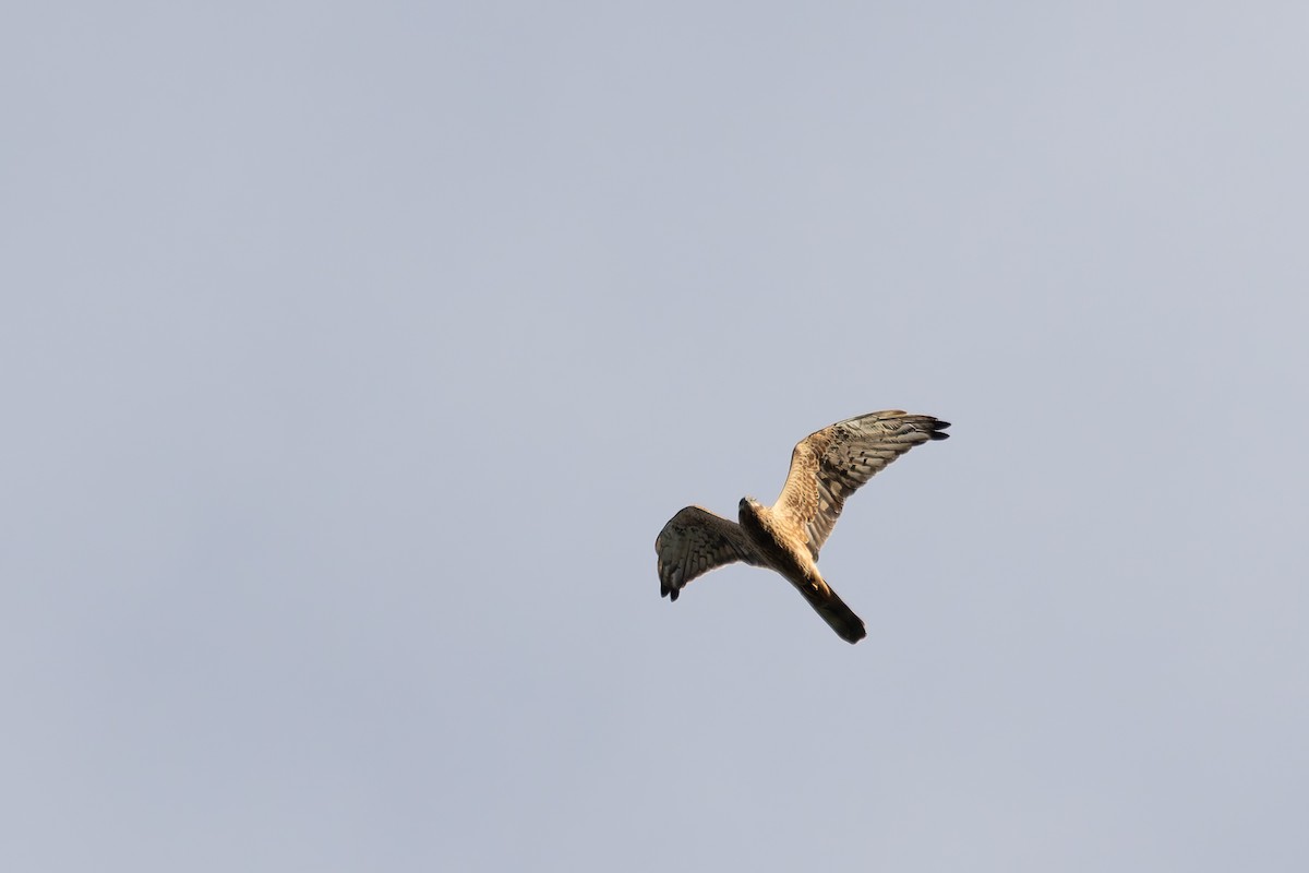 Montagu's Harrier - ML622578920