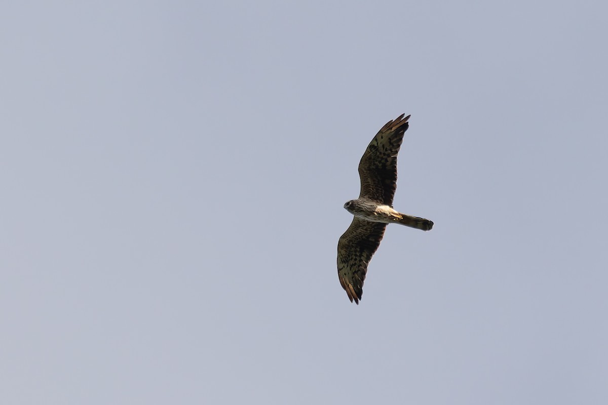 Montagu's Harrier - ML622578930