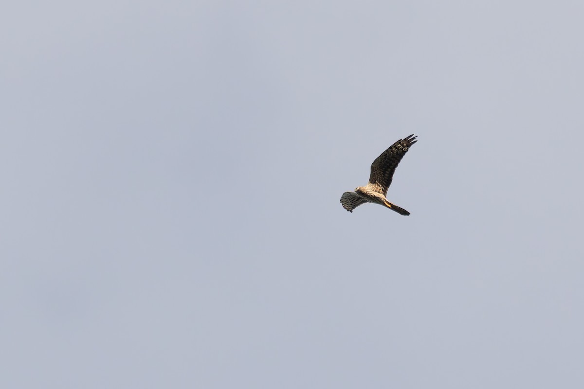 Montagu's Harrier - ML622578931